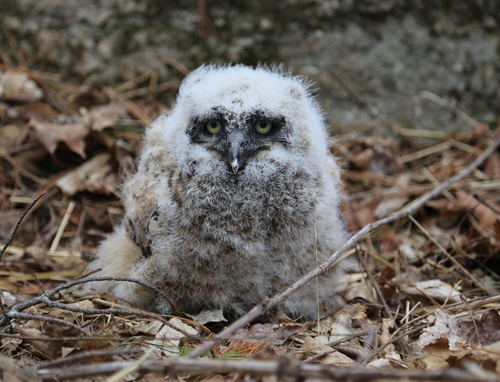 Owl Release