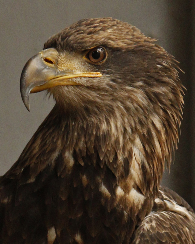 Hatch - Bald Eagle