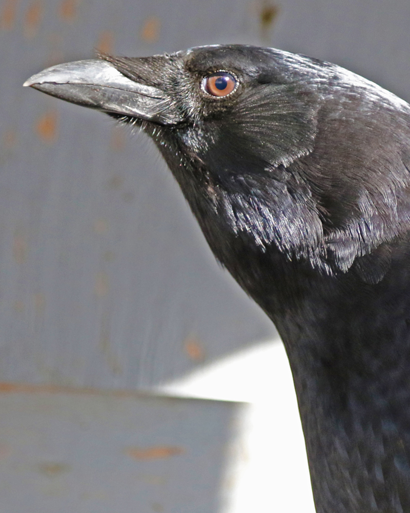 Madison - American Crow