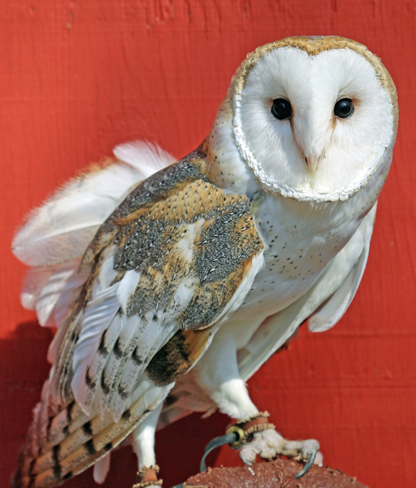 Tyton - Barn Owl