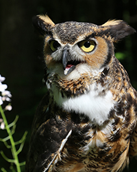Oscar - Great Horned Owl