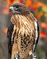 Patrick Red Tailed Hawk
