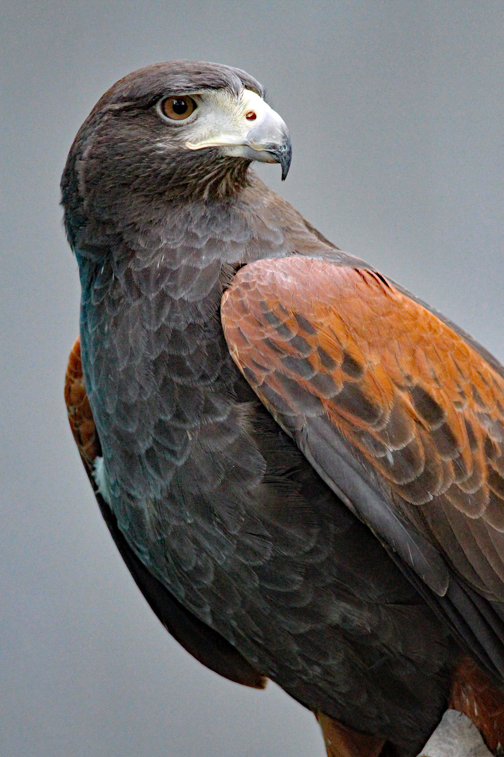 Apen - Harris Hawk