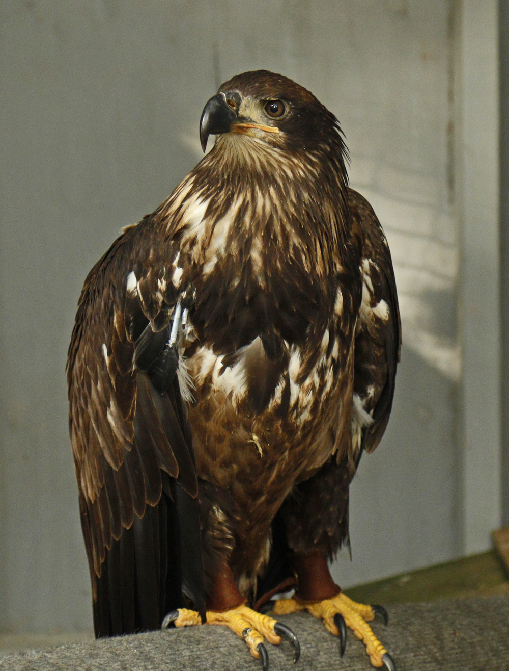 Hatch - Bald Eagle