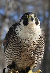 Nomi - Peregrine Falcon