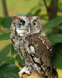 Tansy - Eastern Screech Owl