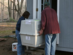 Atka being placed in his new home.