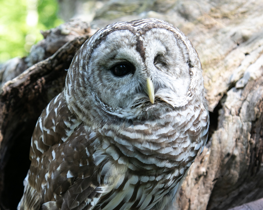 January calendar page