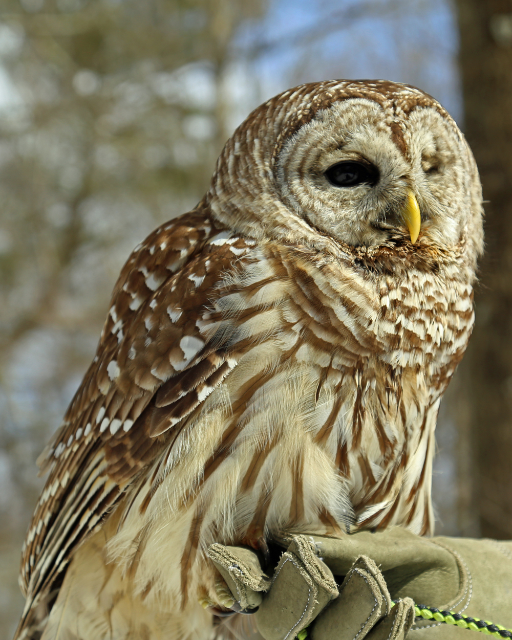 Asha, Horizon Wings' Barred Owl