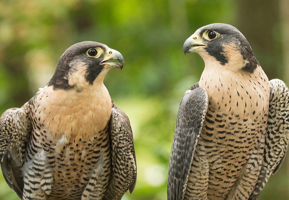 Athena, Horizon Wings' Peregrine Falcon