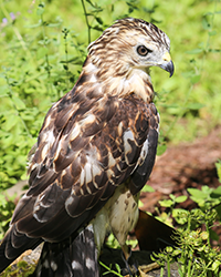 Apollo, Horizon Wings' Broad-winged Hawk