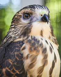 Rocket, Horizon Wings' Broad-winged Hawk