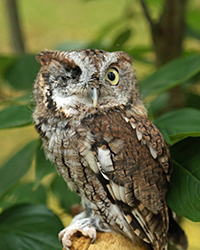 Tansy, Horizon Wings' Red Screech Owl