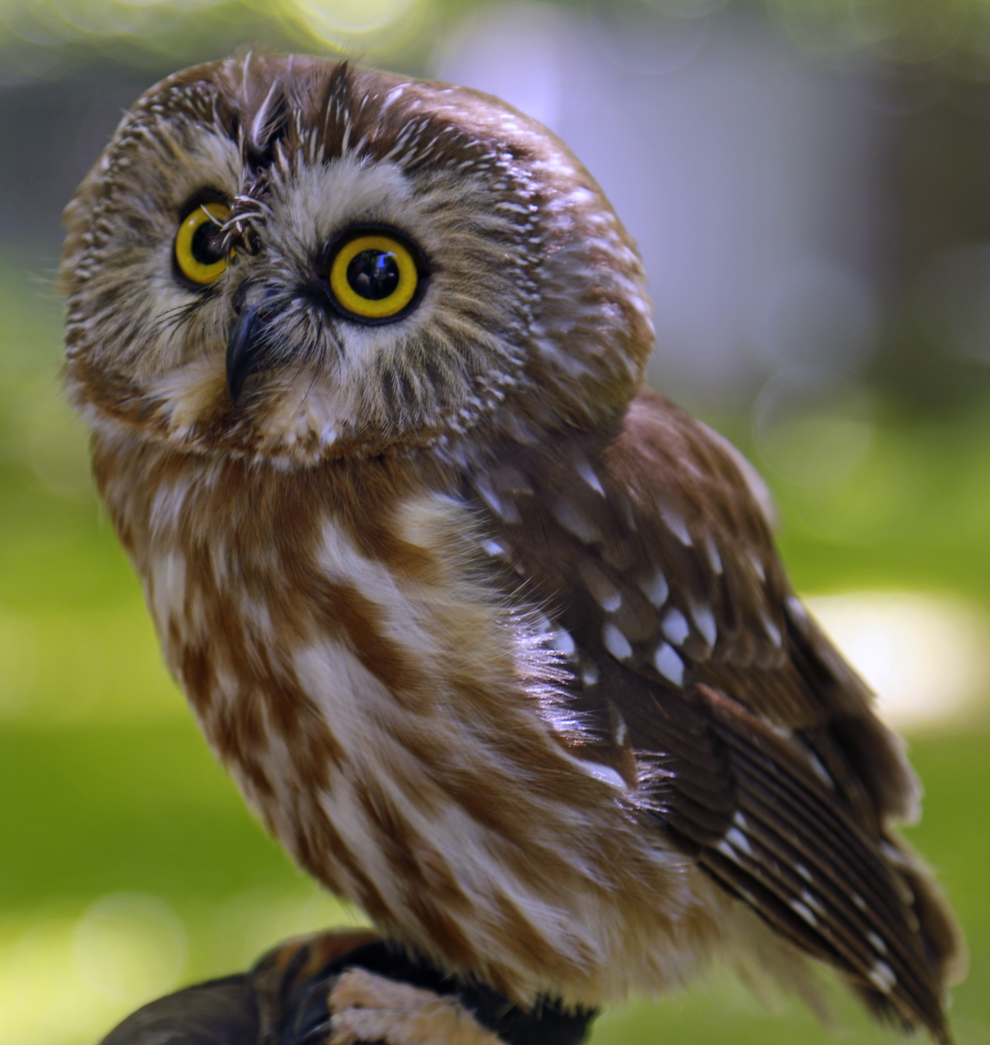 Asha, Horizon Wings' Northern Saw-Whet Owl.