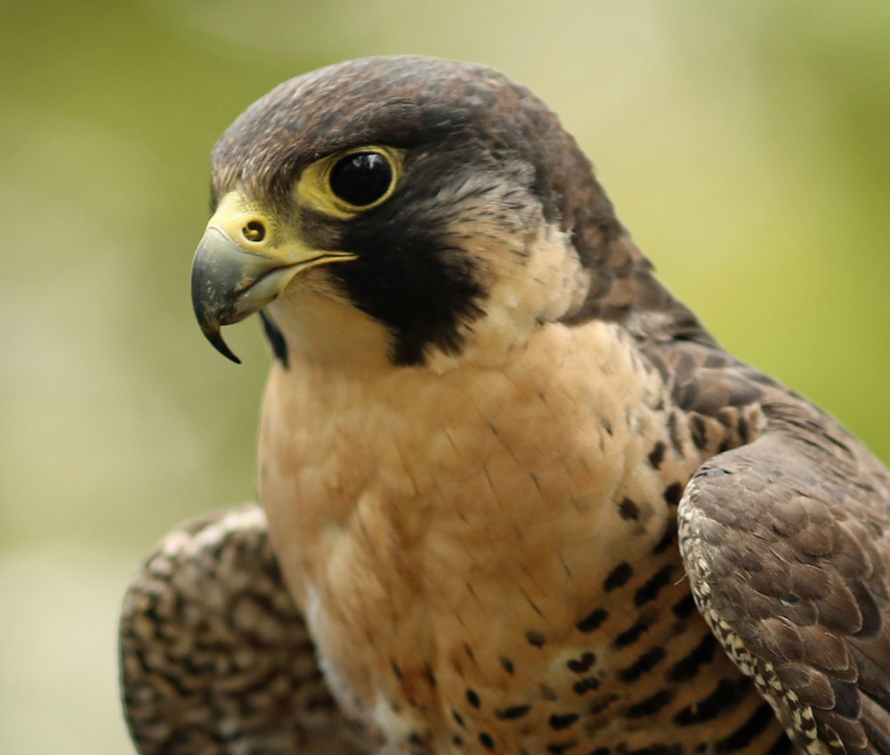 Athena, Horizon Wings' peregrine falcon.