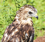 Apollo, Horizon Wings' Broad Wing.