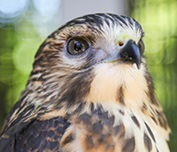 Rocket, Horizon Wings' Broad Wing.